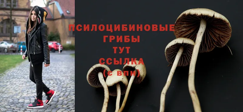 Псилоцибиновые грибы MAGIC MUSHROOMS  продажа наркотиков  Белореченск 